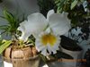 Blc. White Diamond